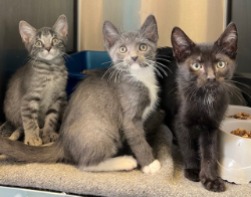 kitten for adoption