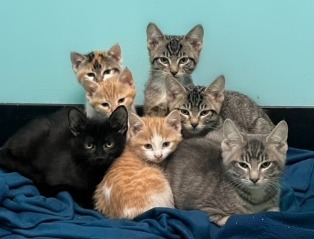 cat for adoption