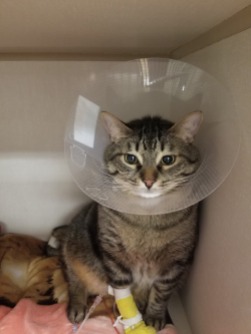 cat for adoption