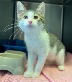kitten for adoption