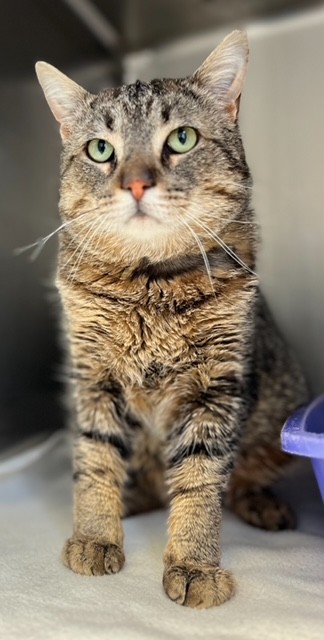 cat for adoption