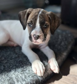 puppy for adoption