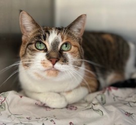 cat for adoption