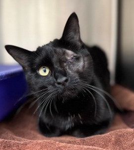 cat for adoption