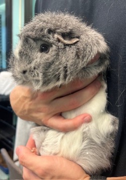 guinea pig for adoption