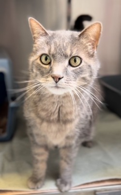 cat for adoption