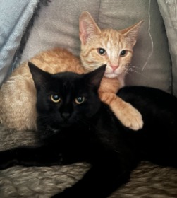 kitten for adoption