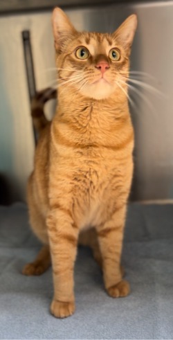 cat for adoption