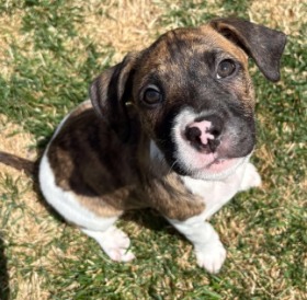 dog for adoption