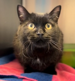 cat for adoption