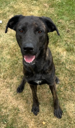 puppy for adoption