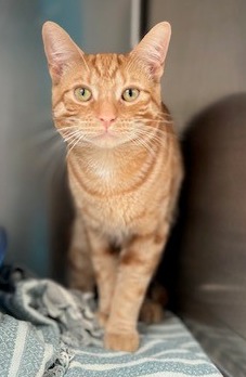 cat for adoption