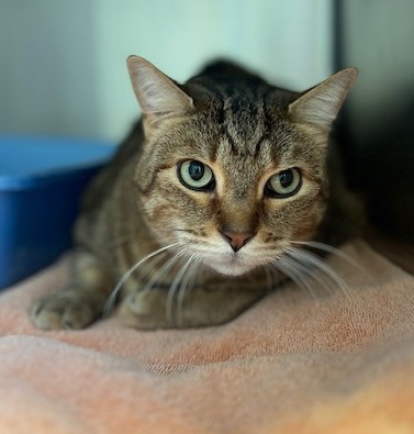 cat for adoption