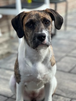 puppy for adoption 