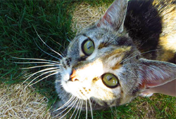 Close-up of a cat looking up at the camera