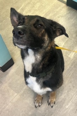 found dog