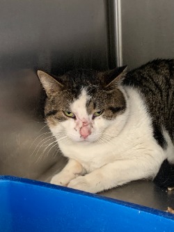 cat for adoption