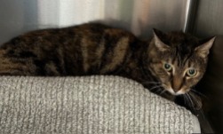 lost cat