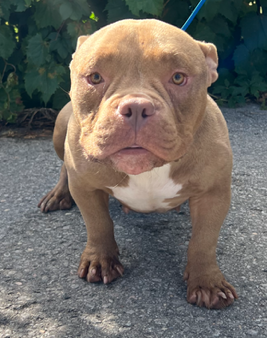 found dog