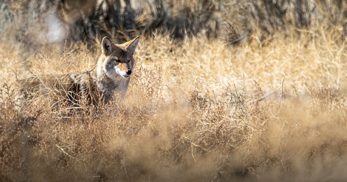 Coyote in field