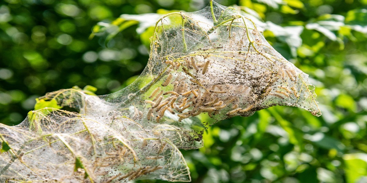 A webworm on a leafy tree