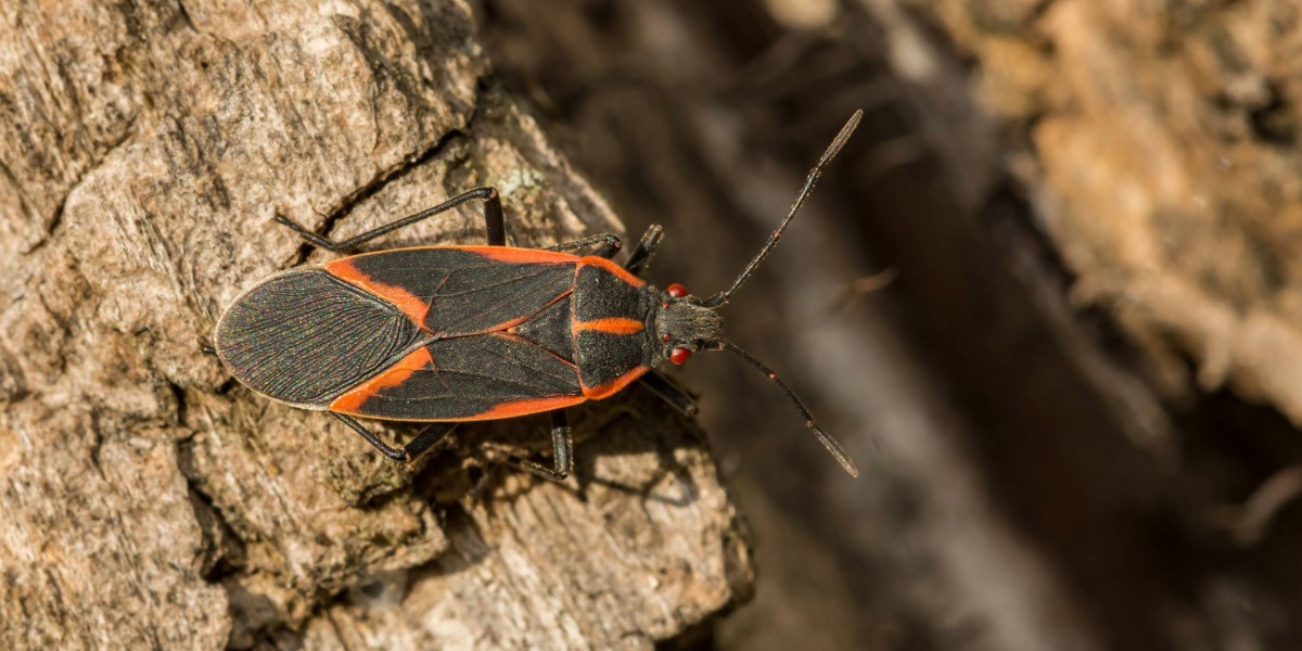 A Boxelder Bug