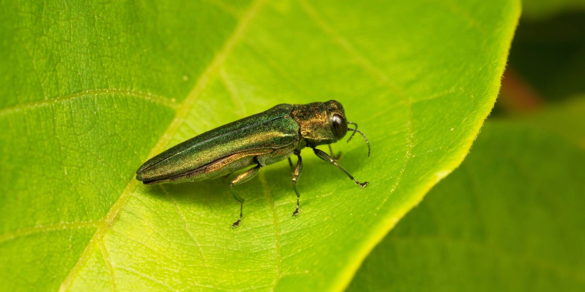 An Emerald Ash Borer on a green leaf