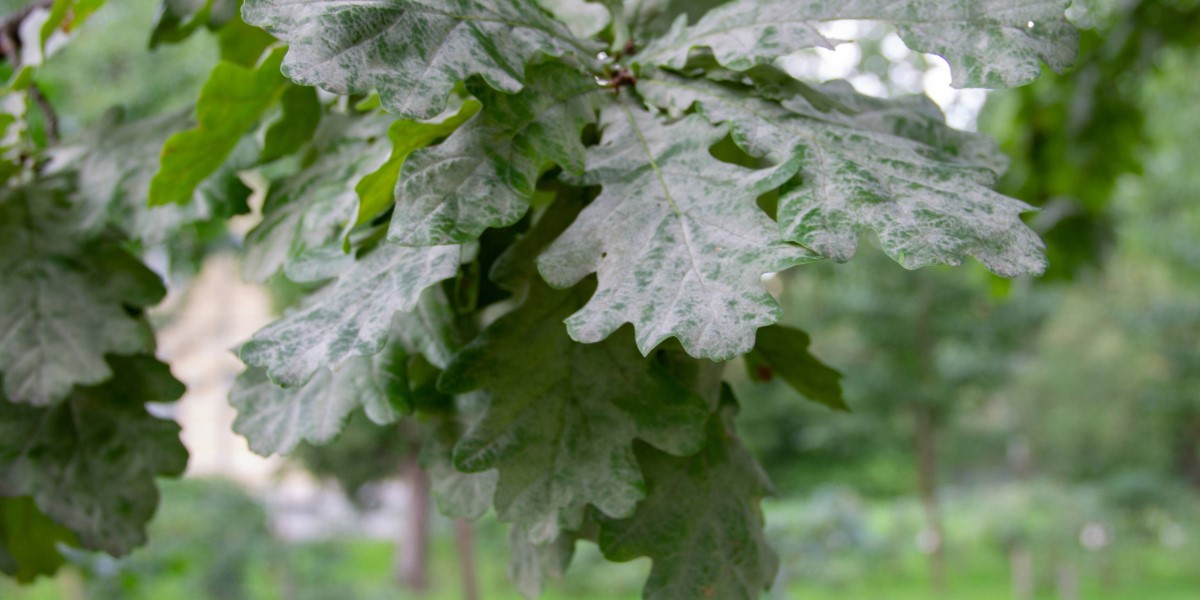 Powdery Mildew leaves