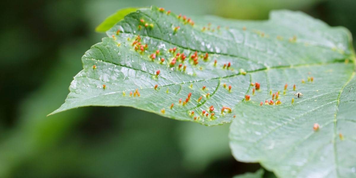 Spindle Gall Mites