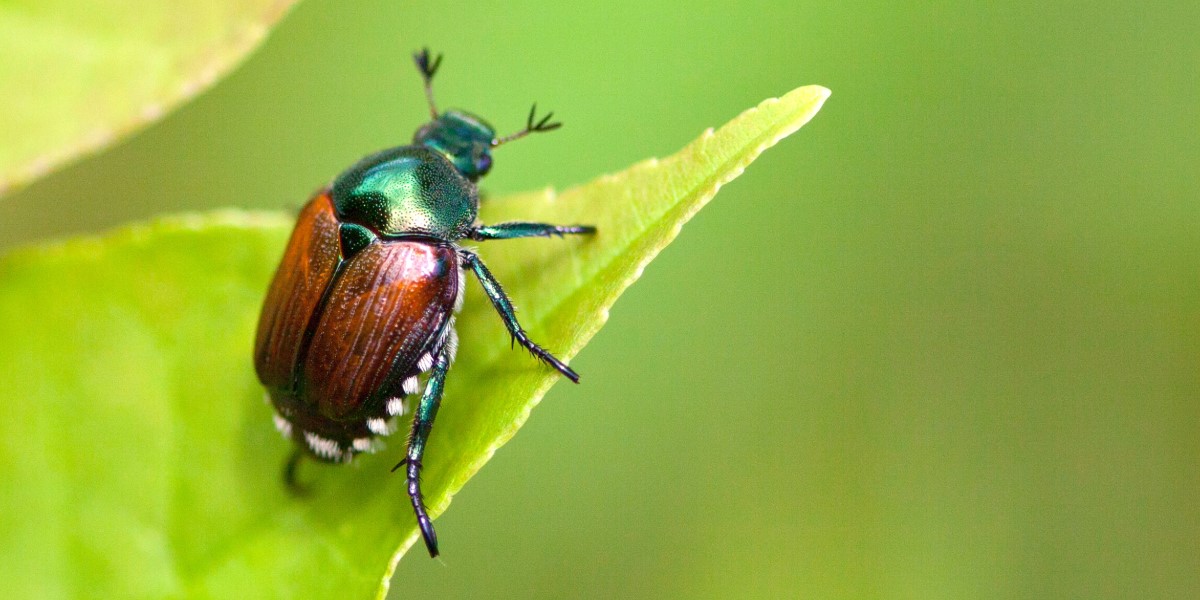 A Japanese beetle on a leaf