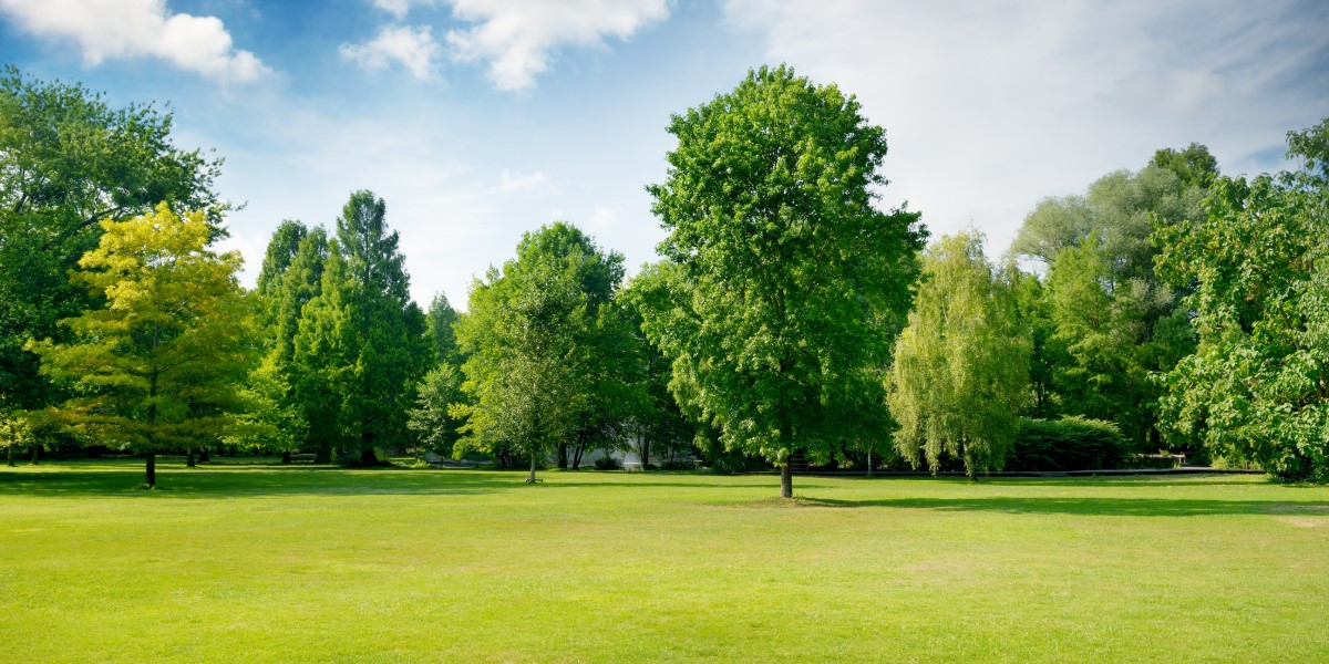 Green grass and trees