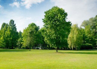 Green grass and trees