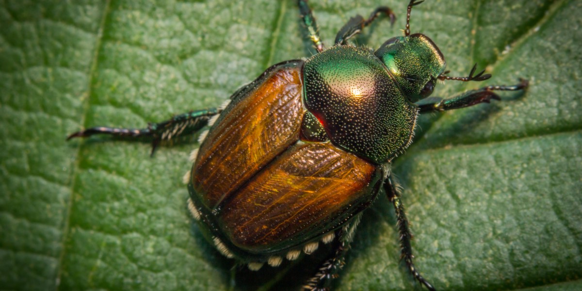 Japanese Beetle 