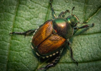 A Japanese Beetle on a Leaf