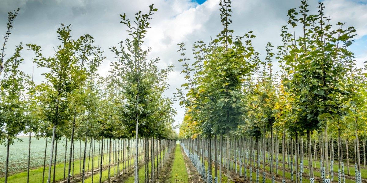 A tree orchard