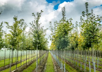 A tree orchard