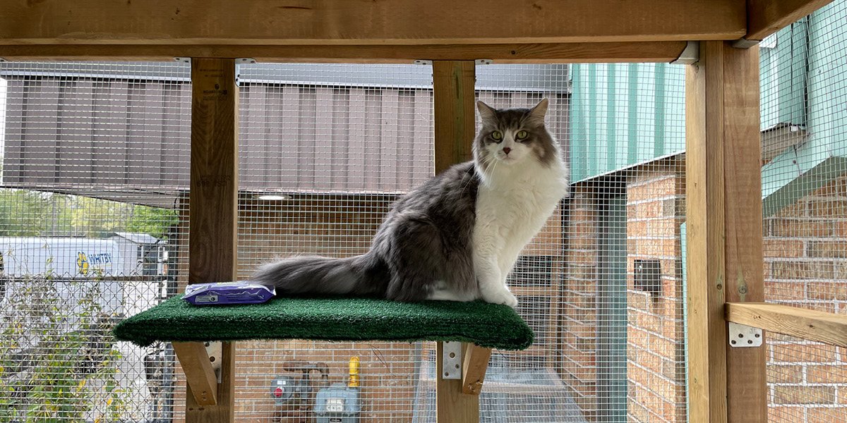 Town Catio Cat