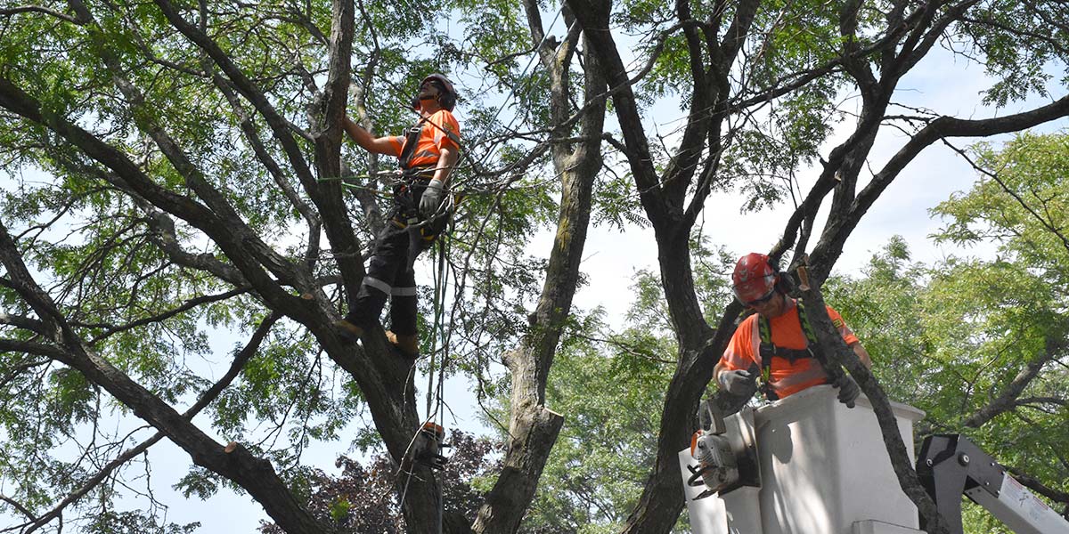 Whitby staff pruning trees