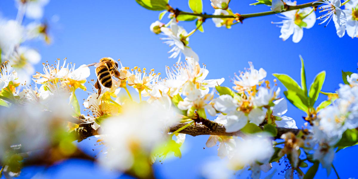 Bee pollinating flowers