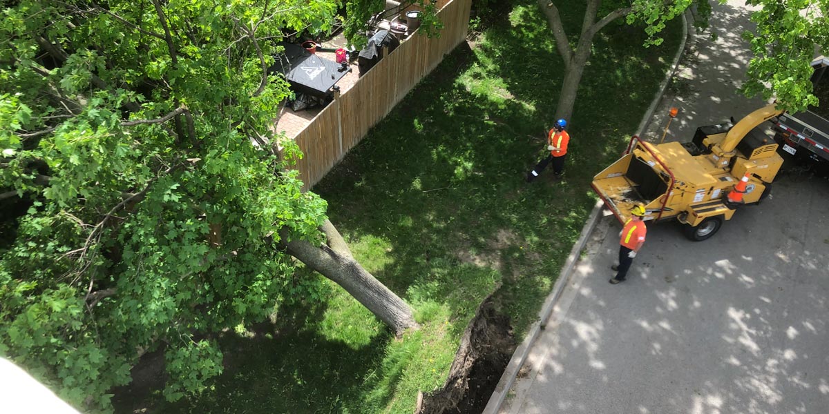 Staff removing a large tree