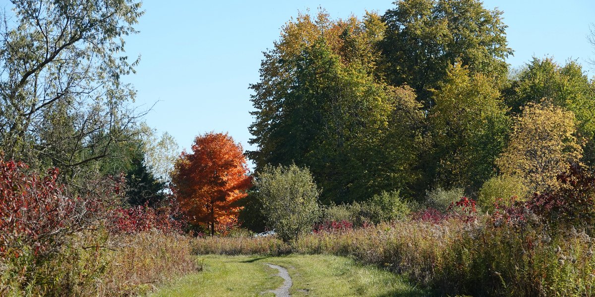 Forest with trees and a walking path