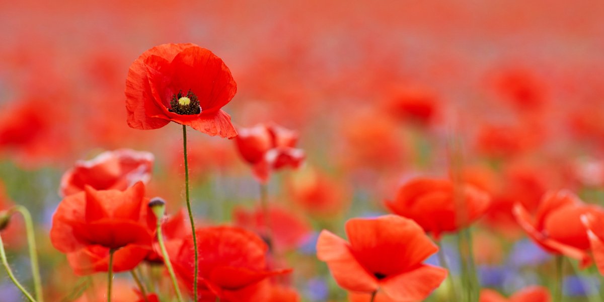 Poppies in a field