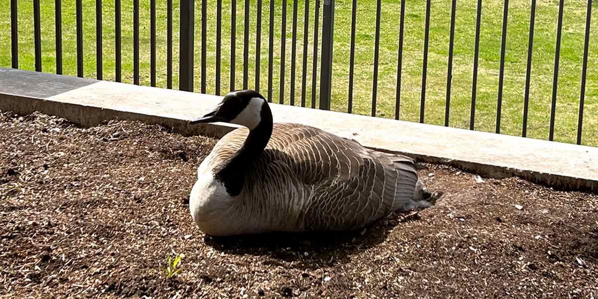 Goose nest at Town Hall