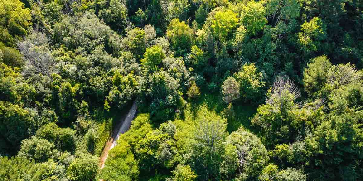 Whitby forest