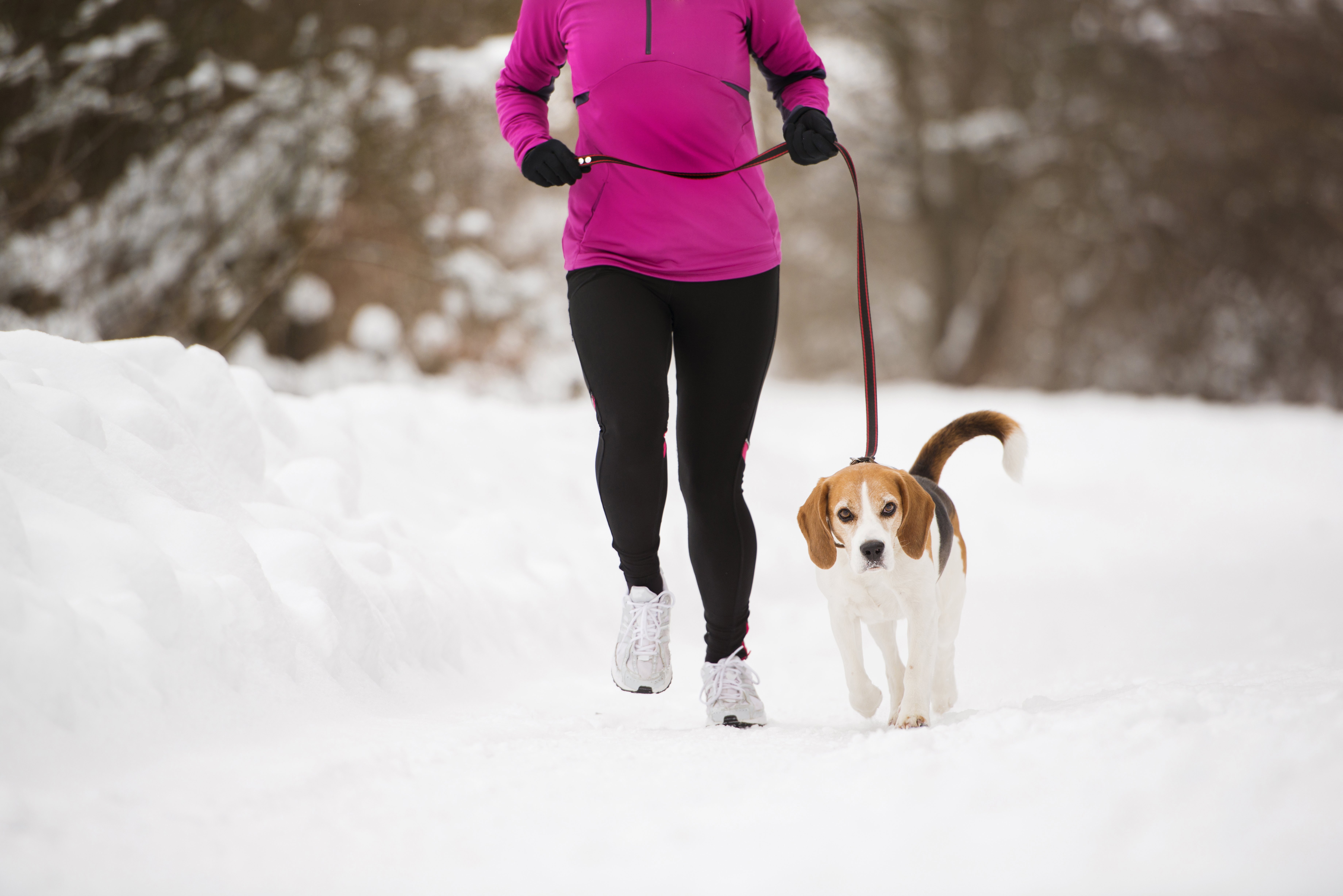 Walking Dog in the winter