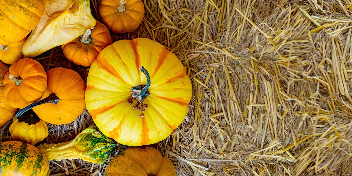 Pumpkins on a stack of hay