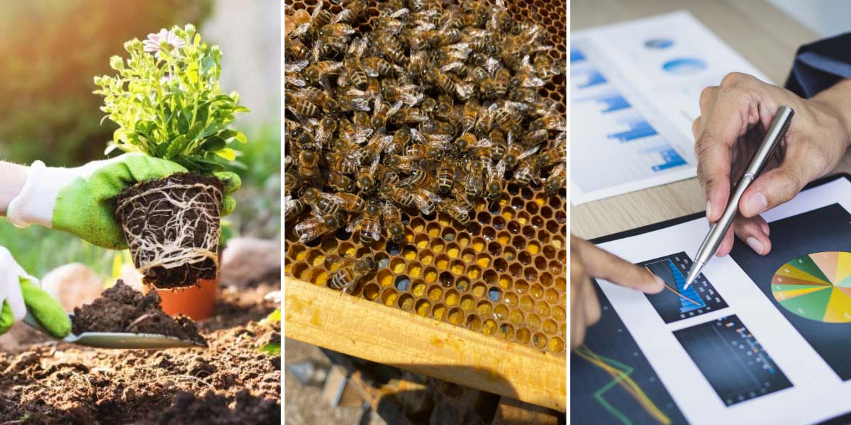 A persons hands gardening, bees in a honeycomb and a persons hands using a tablet