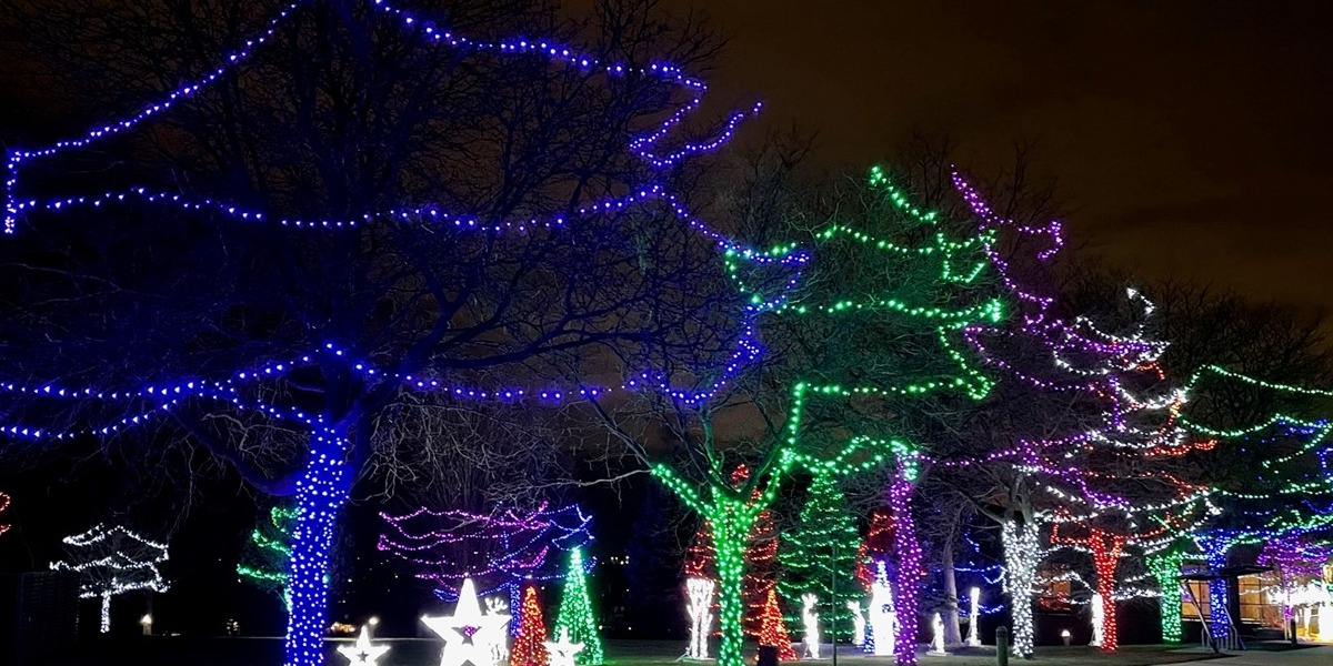 Trees with lights in park