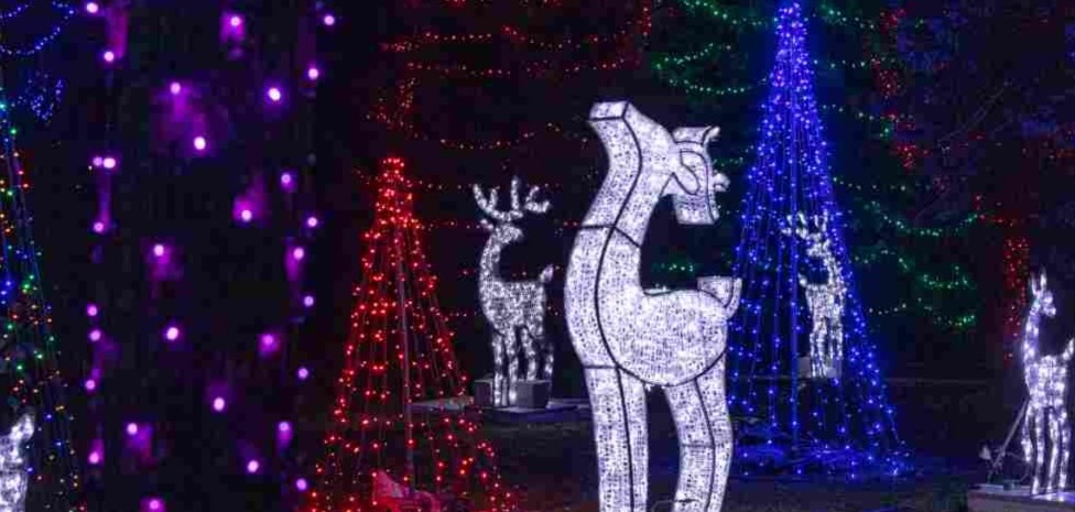 Trees with lights and light up animals on the ground