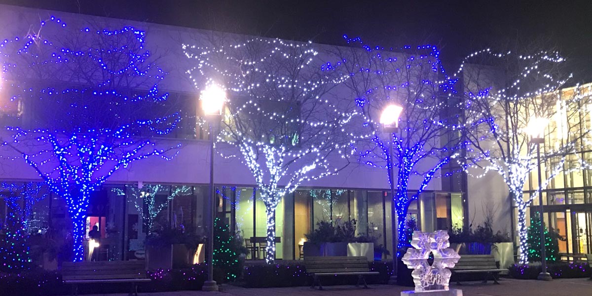 Trees lit up on dark street